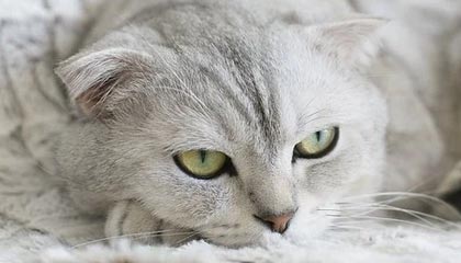 kaiyun app download-影响力最大：本赛季最具领导力球员分析，球队领袖