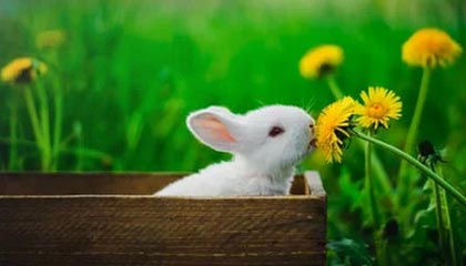 kaiyun app download-影响力最大：本赛季最具领导力球员分析，球队领袖